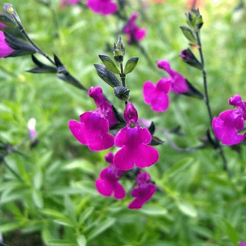 Des images de diffrentes plantes